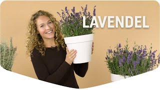 Tips om je lavendel te verzorgen [upl. by Karlie878]