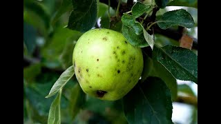 Identifying and Treating Apple Tree Diseases  Bitter Pit [upl. by Trip]