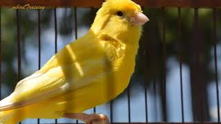 canary singing video  the best canary training song 40 minutes [upl. by Aivax]