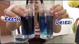 SashaMoralVlog Fresh Blue Ternate vs Dried Blue Ternate [upl. by Sila375]