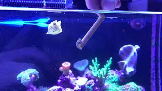 Feeding longhorn cowfish cute [upl. by Husein]