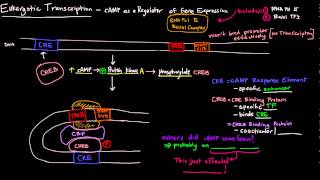 Eukaryotic Transcription Part 2 of 2  cAMP as a Regulator of Gene Expression [upl. by Randal]