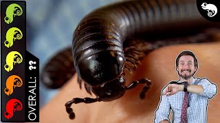 Giant Millipede The Best Pet Invertebrate [upl. by Avuha]