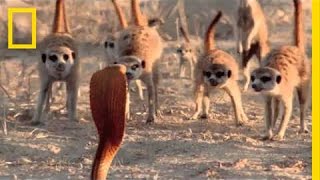 Audiences Are Wild About Meerkats  National Geographic [upl. by Meibers]