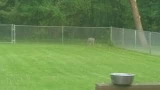 COYOTE BACKYARD in Menomonee Falls Wisconsin 5272020 [upl. by Aidnyl]