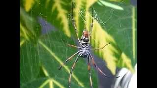 Nephila inaurata madag  Vinson 1863  Néphile dorée  Parc Zoologique de Paris  14042014 [upl. by Nwahsor]