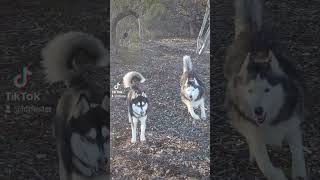 Trained husky huskysofinstagram huskylover huskylife husky huskyprince huskymaya [upl. by Karab]