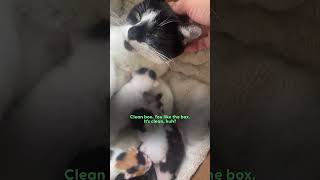 Stray Cat Gives Birth In Womans Jeep  The Dodo [upl. by Gyimah]