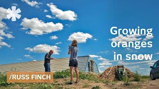 Nebraska retiree uses earthss heat to grow oranges in snow [upl. by Broida262]