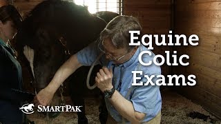 Equine Colic Exams [upl. by Kurtzig855]