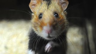 The Truth About Hamsters Is Surprisingly Dark [upl. by Sauls923]