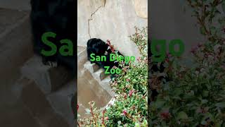 🦏🦁San Diego Zoo Cave🐻⬛️Sloth Bear🌊River [upl. by Ahcsatan]