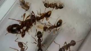 MY MYRMICA INCOMPLETA COLONY [upl. by Ecinom]