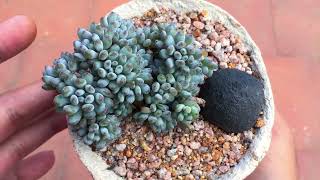 GRAPTOPETALUM PACHYPHYLLUM BLUE BEAN   SUCCULENT CARE TIPS [upl. by Gruchot903]