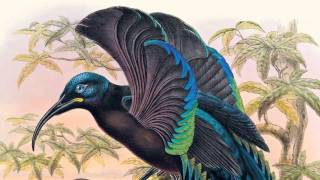 David Attenborough on Sharpes Birds of Paradise  The Folio Society [upl. by James]