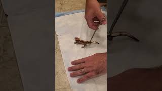 Crested Gecko Tail Drop [upl. by Orlantha]