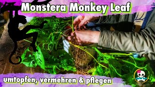 Monstera Monkey Leaf  Monstera umtopfen vermehren amp pflegen  Monkey Leaf Ableger 🌱🌱🌱 [upl. by Garnet757]