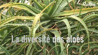 La diversité des aloès [upl. by Netsoj]