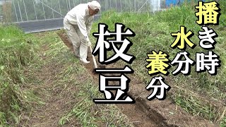 【自然農】枝豆栽培で気を付けること 2021年4月30日【natural farming】 [upl. by Gav]