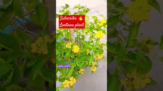 Lantana plants tips and care propagation in hindi 🌸 lantana gardening pepperplants [upl. by Worth]