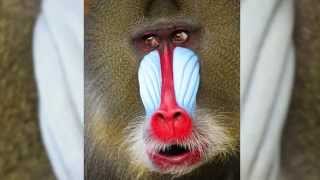 Skin amp Bones  Animal Life Mandrill [upl. by Balbinder]