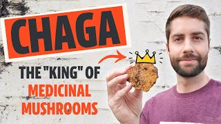 Why Chaga Is The quotKingquot Of Medicinal Mushrooms Inonotus obliquus [upl. by Keithley]