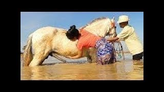 How training basic horse care for beginners  Learning about horse for beginners [upl. by Aveline]