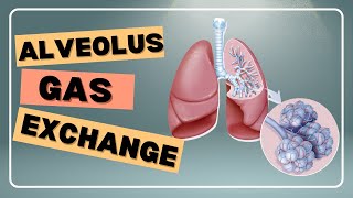 Alveolus Gas Exchange [upl. by Nylecyoj]