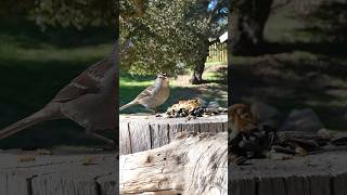 Whitecrowned Sparrow🐦Woodpile Buffet whitecrownedsparrow [upl. by Eatnoj]