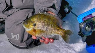 Panfish Finesse in Madison [upl. by Aber]