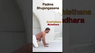 Padma Bhujangasana  Chakra Yoga Vimal [upl. by Strawn]