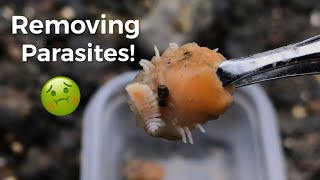 Removing Blood Sucking Parasites From Shrimp [upl. by Aisya]