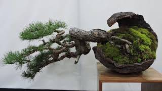 Bonsai Expo Show 2019 Part 2 [upl. by Nere]