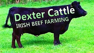 Beef Farming in Ireland  Dexter Cattle [upl. by Sapphire]