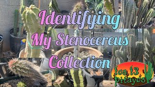 Identifying my Stenocereus collection 🌵 Pitayo 🌵 Pitaya [upl. by Yroggerg]