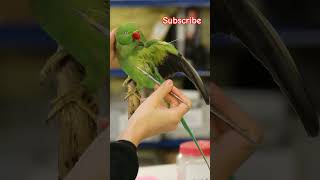 Ringnet parrot 🦜 death art  birds parrot death art sadvideo shorts [upl. by Atilal952]