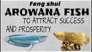 How Arowana Fish Brings Good Luck [upl. by Presber]