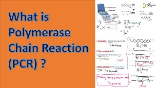 Polymerase Chain Reaction PCR [upl. by Cutcheon]