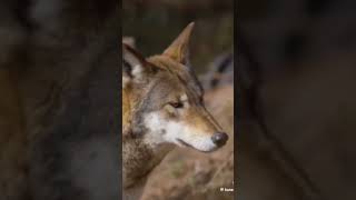 Wolves❤wolfwolveswildanimalalphashortsTikTokinfinityvideosYouTube [upl. by Annauqahs]