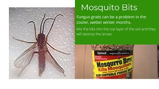 Fungus Gnats amp How to Treat with Mosquito Bits [upl. by Akisey938]