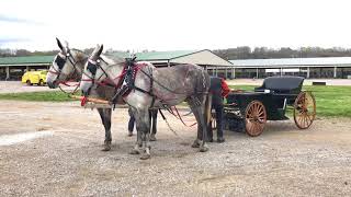 Percheron Molly Mule Team for Sale Watch how easy they hook and stand the best ‼️‼️‼️‼️‼️‼️‼️‼️‼️‼ [upl. by Deena]