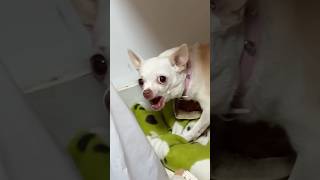 Cuchi cuchi chihuahua nikiangry vs frenchbulldog Zephurka dog funny puppy pets [upl. by Goldenberg736]