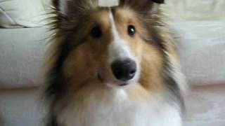 Sheltie Surprise  Puppy Shetland Sheepdog [upl. by Kirkwood589]