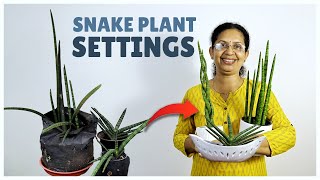 How to set Sansevieria Cylindrica  How to Repot Snake Plant [upl. by Kristi966]