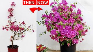 Bougainvillea Flowering TIPS That NEVER FAILS  100 REAL RESULT [upl. by Esiuqcaj895]