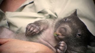 Every wombat needs a mum  chapter 1 [upl. by Ised]