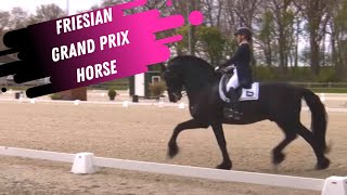 Friesian Grand Prix Dressage Horse [upl. by Ahron]