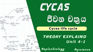 Cycas life cycle in sinhala  Cycas ජීවන චක්‍රය  Theory සරලව පැහැදිලිව [upl. by Ellatnahc139]