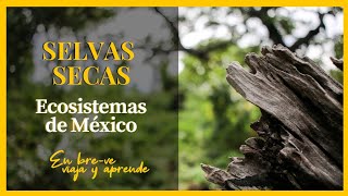 SELVAS SECAS🍃🍂 Ecosistemas de México [upl. by Salema]