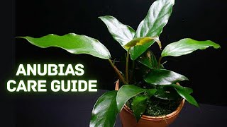 The Best Beginner Plant  How to Grow and Propagate Anubias [upl. by Ernaldus]